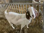 Te koop Boergeit, Dieren en Toebehoren, Schapen, Geiten en Varkens, Meerdere dieren, Geit