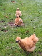 Zijdehoender kuikens 9 week, Dieren en Toebehoren, Geslacht onbekend, Kip