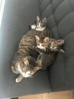 Poesje 8 weken geboren op 13 december 2025, Poes, Kortharig, 0 tot 2 jaar