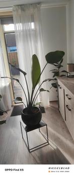 Mooie strelitzia 110cm met groene aardewerk pot, Ophalen, Overige soorten, Minder dan 100 cm