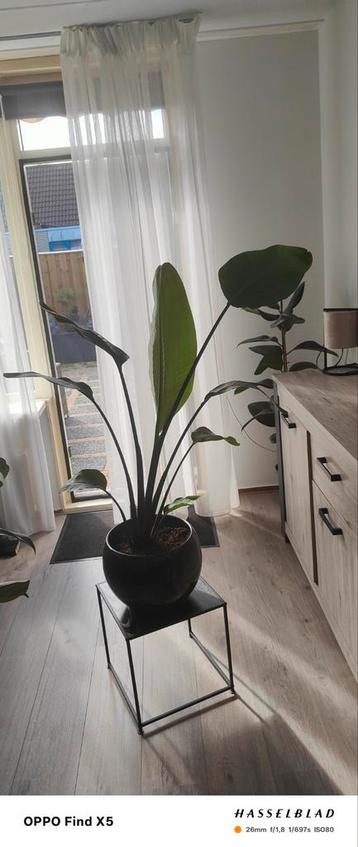 Mooie strelitzia 110cm met groene aardewerk pot beschikbaar voor biedingen
