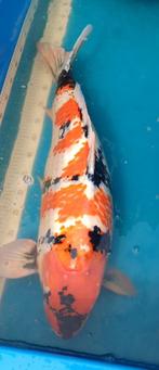 Showa koi 70cm kweker Suzuki (Dainichi bloedlijn), Dieren en Toebehoren, Vissen | Vijvervissen, Karper of Koi