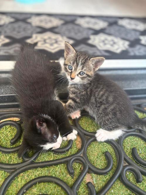 Kittens, Dieren en Toebehoren, Katten en Kittens | Overige Katten, Kortharig, Poes, 0 tot 2 jaar