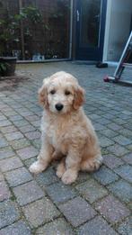1 prachtige Labradoodle pup beschikbaar gekomen, Overige rassen, 8 tot 15 weken, Eén hond, Nederland