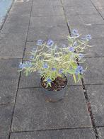 caryopteris kew blue (blauwbaart), Vaste plant, Halfschaduw, Zomer, Ophalen