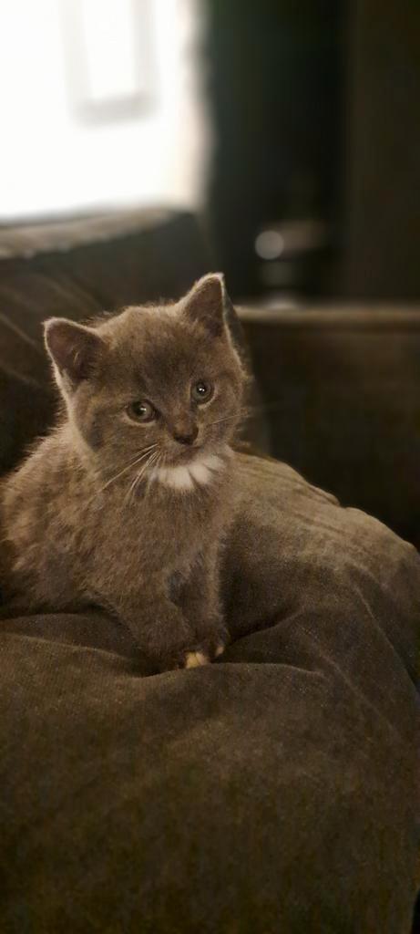 Vanaf 175 euro. Kittens moeder Pers x Blauwe rus, Dieren en Toebehoren, Katten en Kittens | Raskatten | Korthaar, Kater, 0 tot 2 jaar