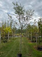 Salix alba, schiet wilg, Volle zon, In pot, Overige soorten, Ophalen of Verzenden