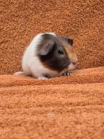 Gladhaar zeugje violet amber wit lief tam speciaal grijs, Dieren en Toebehoren, Knaagdieren, Cavia, Augustus, Vrouwelijk, Tam