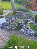 Campanula, Tuin en Terras, Planten | Tuinplanten, Vaste plant, Halfschaduw, Lente, Ophalen
