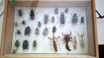Verzameldoos met 23 kevers en andere insecten beschikbaar voor biedingen