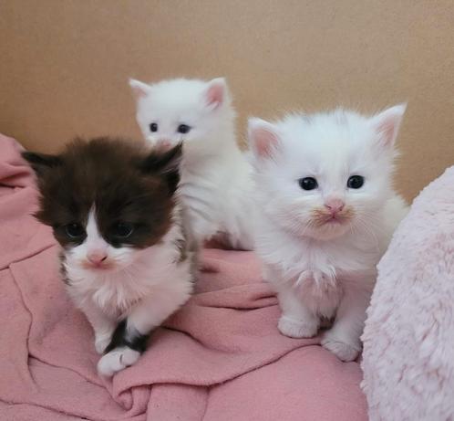 De Mooiste Maine Coon Kittens, Dieren en Toebehoren, Katten en Kittens | Raskatten | Langhaar, Meerdere dieren, 0 tot 2 jaar, Gechipt