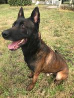 Mechelse herder reu afgerichte politiehond & bewakingshond, Dieren en Toebehoren, Parvo, Meerdere, Meerdere dieren, 3 tot 5 jaar