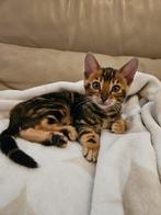 Lieve bengaal kitten poesje te koop, mag in november weg!, Poes, Ontwormd, 0 tot 2 jaar