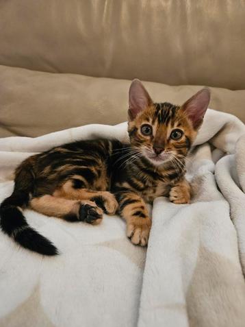 Lieve bengaal kitten poesje te koop, mag in november weg! beschikbaar voor biedingen