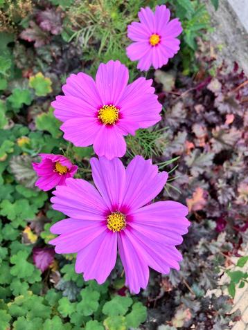 Cosmos Cosmea ‘Pinkie’ zaden beschikbaar voor biedingen