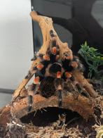 Brachypelma Hamorii incl. Terrarium, Dieren en Toebehoren, Insecten en Spinnen, Spin of Schorpioen