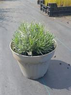 Lavendel Hidcote - 2L Pot, Volle zon, Vaste plant, Ophalen of Verzenden, Kruiden