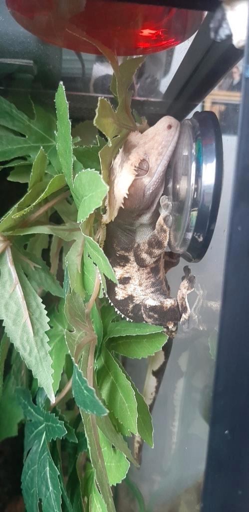 Wimpergecko man incl. terrarium en items., Dieren en Toebehoren, Reptielen en Amfibieën | Toebehoren, Ophalen