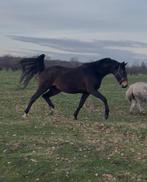 Fraaie kwpn merrie met ruime bewegingen uit eigen fokkerij, Merrie, Dressuurpaard, 3 tot 6 jaar, Onbeleerd
