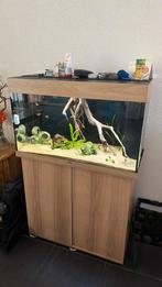 Aquarium juwel 125 liter + vele extras, Dieren en Toebehoren, Vissen | Aquaria en Toebehoren, Ophalen, Zo goed als nieuw, Gevuld zoetwateraquarium
