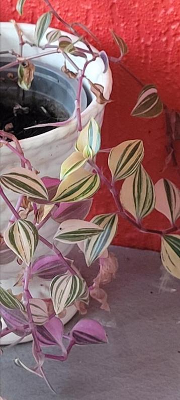 Tradescantia variegata beschikbaar voor biedingen