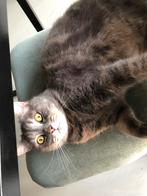 KAT vermist, Dieren en Toebehoren, Vermiste en Gevonden Dieren, Kat