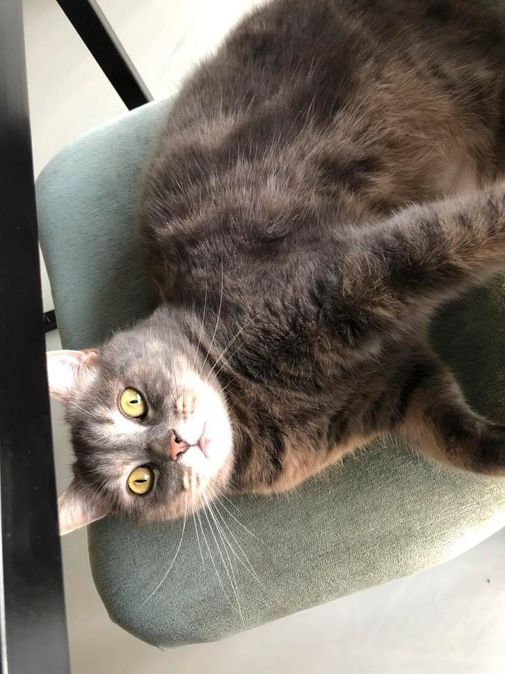 KAT vermist, Dieren en Toebehoren, Vermiste en Gevonden Dieren, Kat