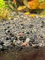 Anatome Helena (slakken etende slak)., Dieren en Toebehoren, Vissen | Aquariumvissen, Slak of Weekdier