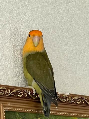 Lieve Agapornis Dwergpapegaai Fischerie Roseicolle Personata beschikbaar voor biedingen
