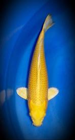 Ogon Koi, Dieren en Toebehoren, Vissen | Vijvervissen, Karper of Koi