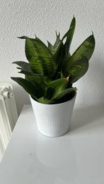 Groene plant, Ophalen of Verzenden, Overige soorten, Minder dan 100 cm