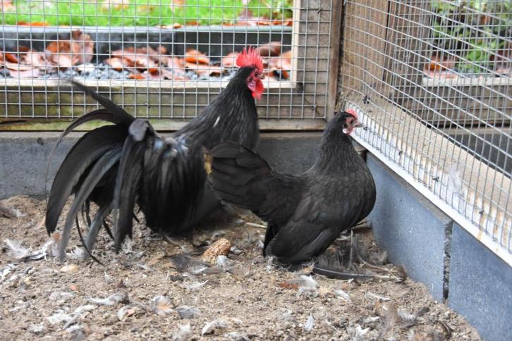 Prachtige krielen, Dieren en Toebehoren, Pluimvee, Kip, Meerdere dieren