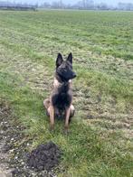 FCI Mechelse herder teef, 15 weken tot 1 jaar, CDV (hondenziekte), Teef, Eén hond
