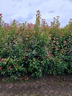 Photinia Fraseri Red Robin 🍁🌿 groenblijvende haagplant🍁🌿, Tuin en Terras, Ophalen, Overige soorten, 100 tot 250 cm
