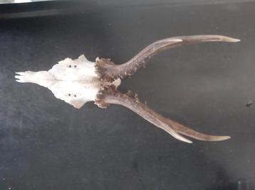 Roebuck Schedel beschikbaar voor biedingen