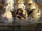 Broedeieren Japanse Jumbo Kwartel, Dieren en Toebehoren, Pluimvee, Geslacht onbekend, Overige soorten