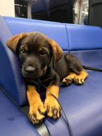 Pup mechelse herder x rottweiler, Rabiës (hondsdolheid), 8 tot 15 weken, Teef, Eén hond