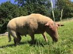 Rouge rammen, Dieren en Toebehoren, Schapen, Geiten en Varkens, Mannelijk, Schaap