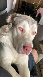 Alabai dekreu, Rabiës (hondsdolheid), Reu, 1 tot 2 jaar, Eén hond