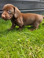 De allermooiste Dwergteckel pups❣️ ❣️❣️, Nederland, CDV (hondenziekte), 8 tot 15 weken, Korthaar
