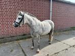 Lieve knappe kindvriendelijke pony te koop., Ophalen of Verzenden, Overige soorten