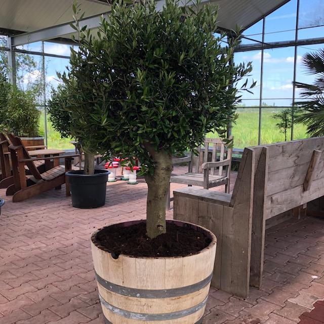 Wijnvaten beplant met mooie olijfbomen en palmen, Tuin en Terras, Planten | Tuinplanten, Vaste plant, Ophalen of Verzenden
