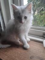 Maine coon kittens, Meerdere dieren, Gechipt, 0 tot 2 jaar