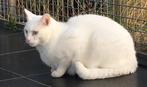 Arie onze witte kater zoekt nieuw baasje, Dieren en Toebehoren, Katten en Kittens | Overige Katten, Kortharig, 0 tot 2 jaar, Kater