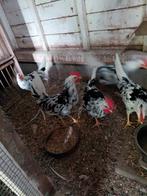 Jonge hanen, Dieren en Toebehoren, Pluimvee, Mannelijk, Kip