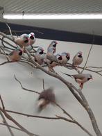 Spitstaart amadines, Meerdere dieren, Tropenvogel, Geringd