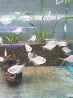 Groot aanbod tropische vissen tetra pleco corydora platy, Vis