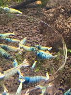 Aanbieding Crazy Blue Caridina garnalen, Dieren en Toebehoren, Kreeft, Krab of Garnaal
