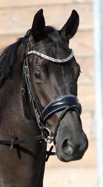 Monere hoofdstel maat cob/full  beschikbaar voor biedingen