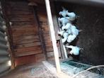Te koop jonge witte leghennen leghorn, Dieren en Toebehoren, Pluimvee, Vrouwelijk, Kip